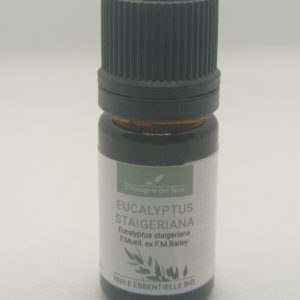 Eucalipto Estaigeriana